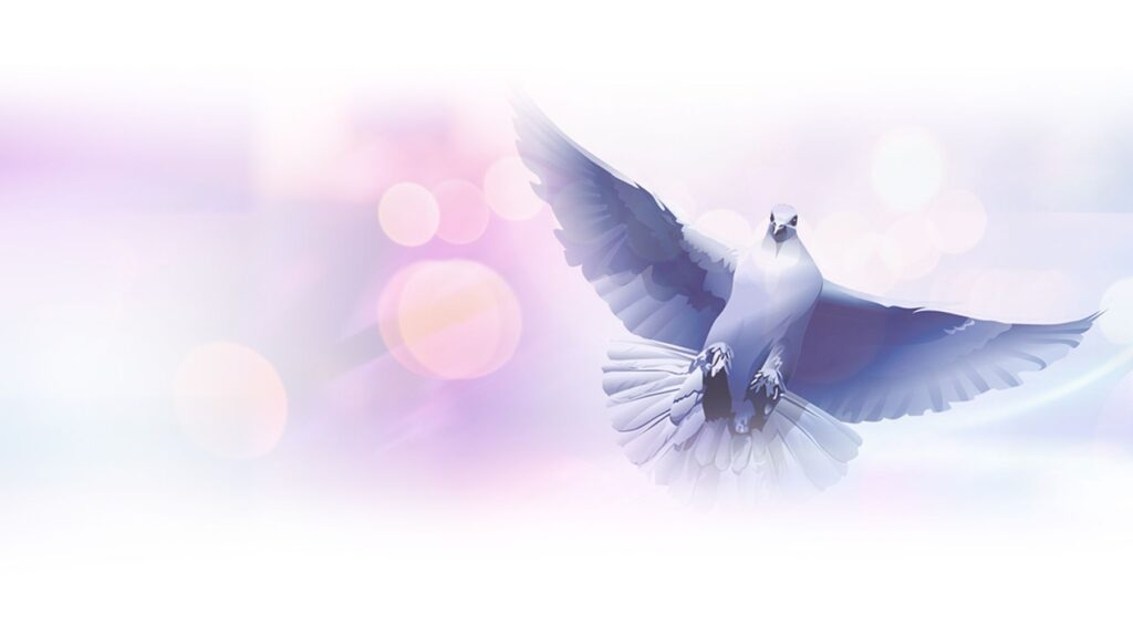 A white dove in flight against a soft glowing background